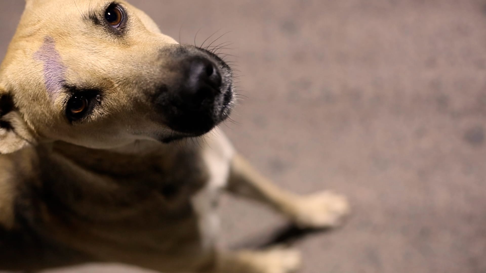 my body is because of dogs a video by Benjamin Egger